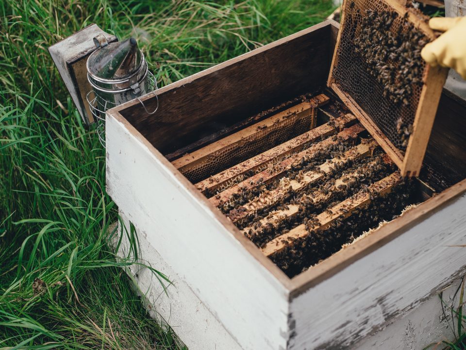 curso online apicultura